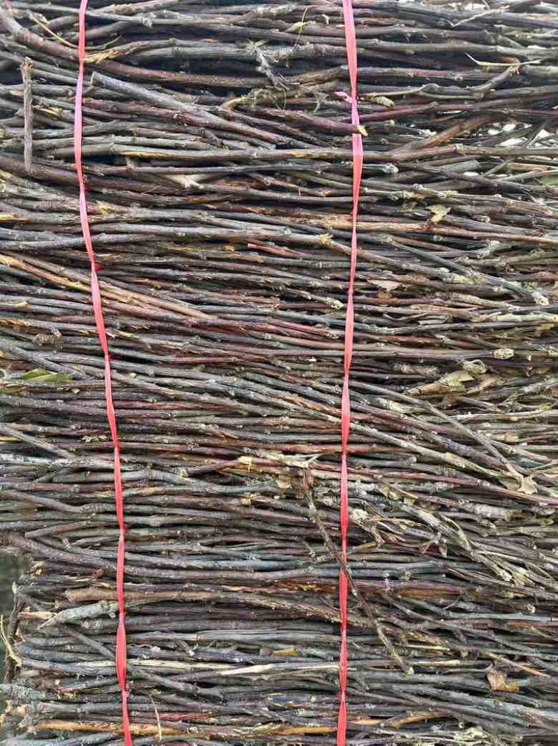 金蝉卵枝