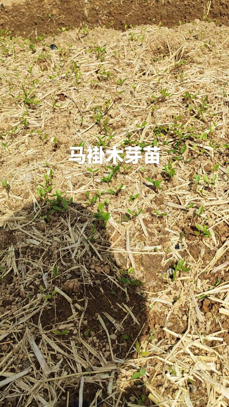 马褂木芽苗出售1000000加