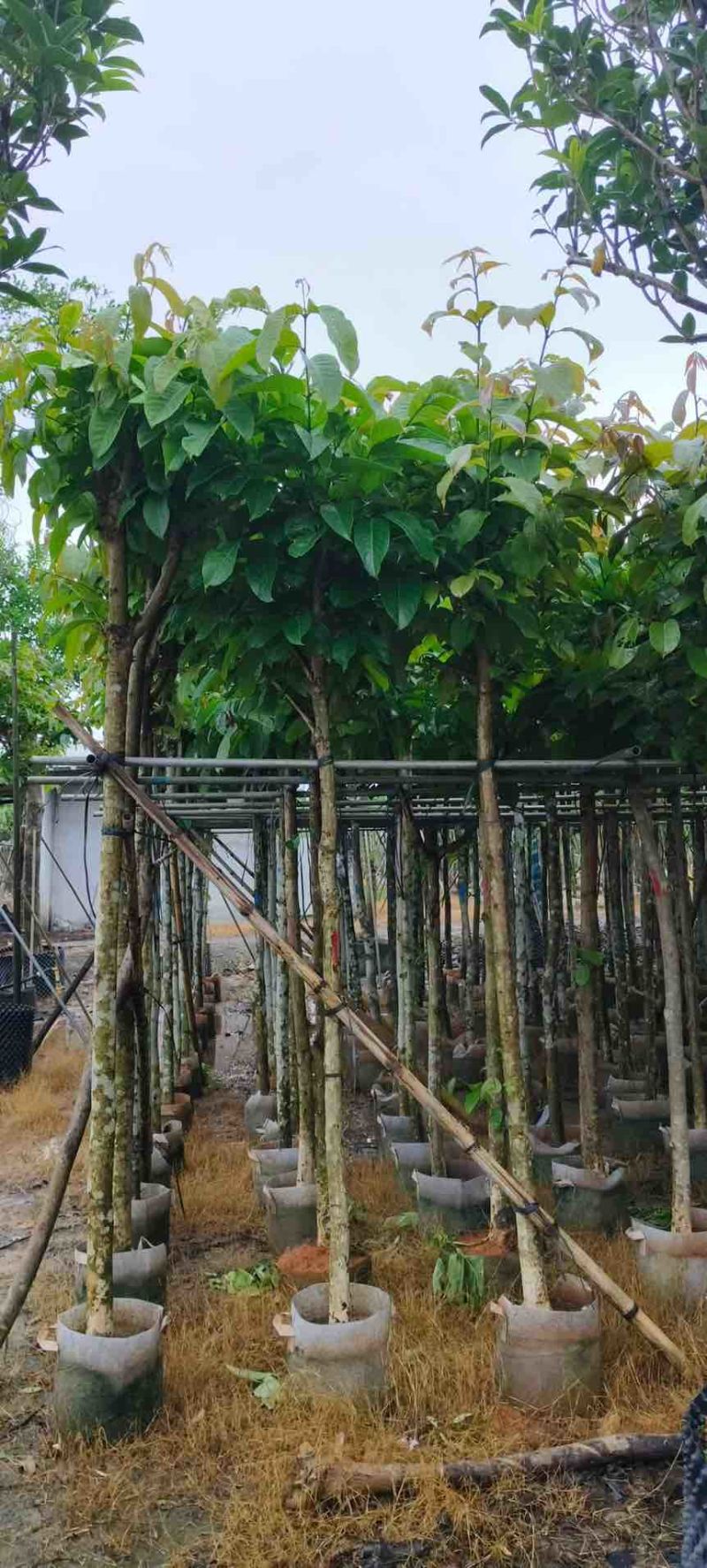 大叶紫薇骨架5-18分，一手货源，基地直销，大量低价出售