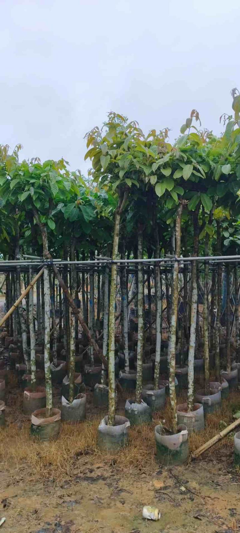 大叶紫薇骨架5-18分，一手货源，基地直销，大量低价出售