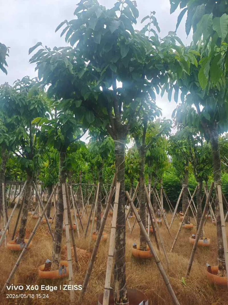大叶紫薇骨架5-18分，一手货源，基地直销，大量低价出售