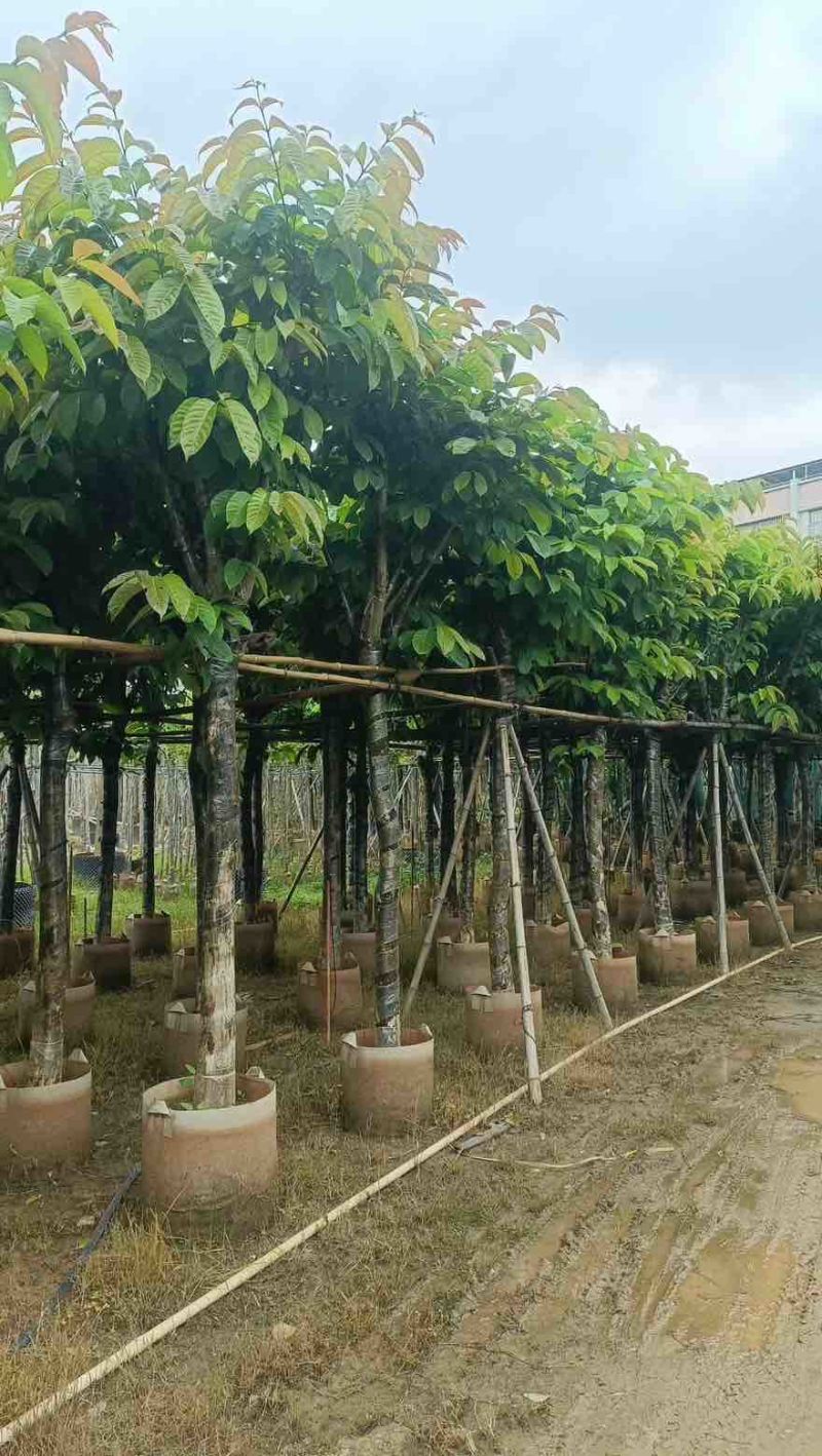 大叶紫薇骨架5-18分，一手货源，基地直销，大量低价出售