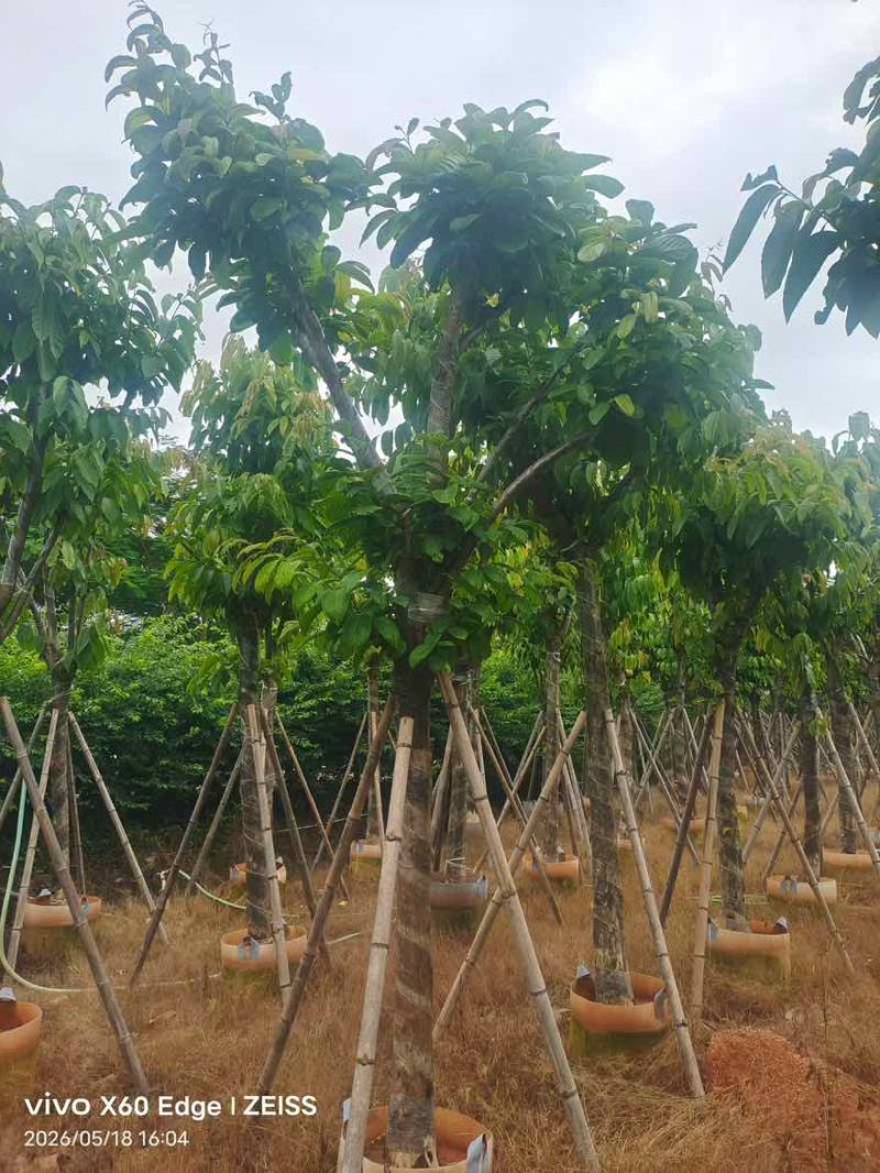 大叶紫薇骨架5-18分，一手货源，基地直销，大量低价出售