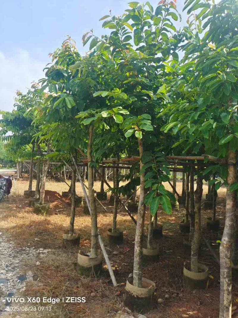 大叶紫薇骨架5-18分，一手货源，基地直销，大量低价出售