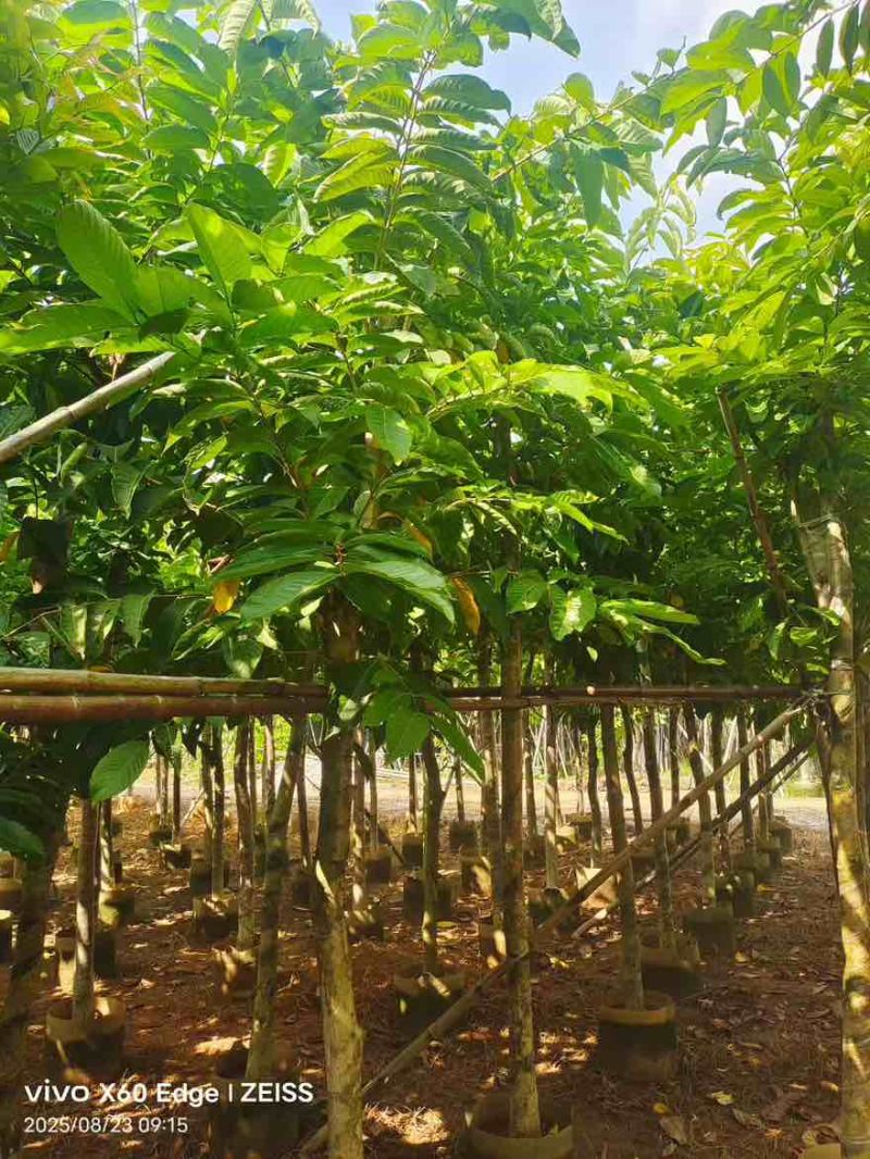 大叶紫薇骨架5-18分，一手货源，基地直销，大量低价出售
