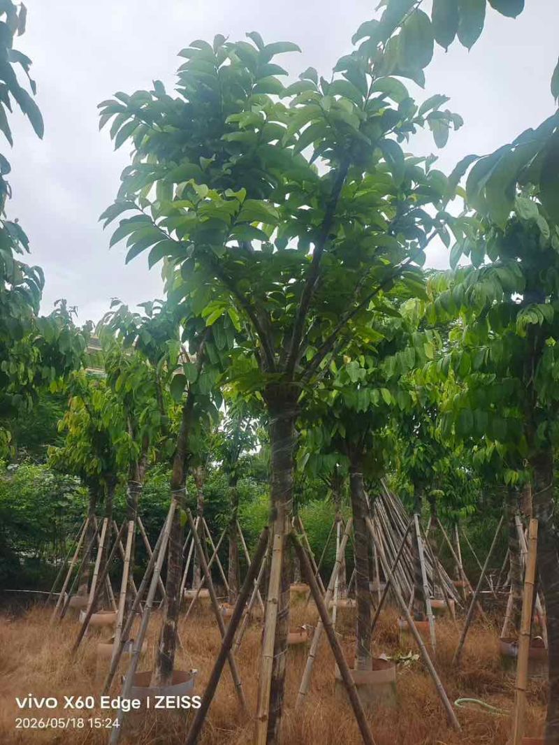 大叶紫薇骨架5-18分，一手货源，基地直销，大量低价出售
