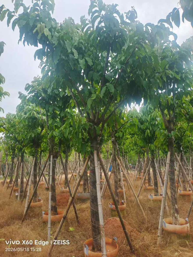 大叶紫薇骨架5-18分，一手货源，基地直销，大量低价出售