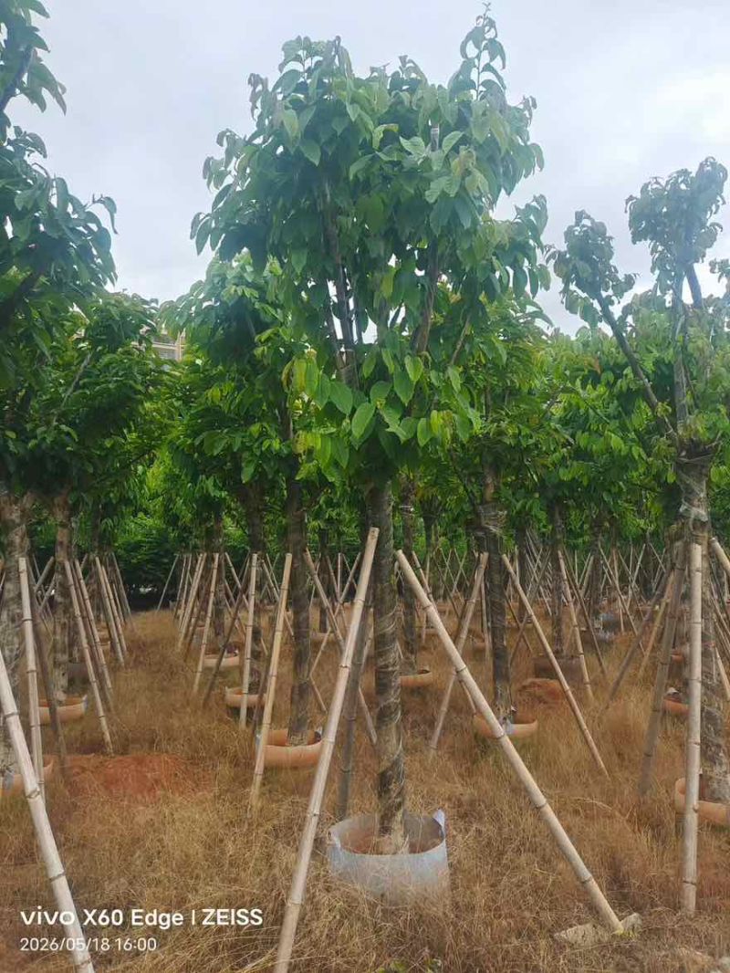 大叶紫薇骨架5-18分，一手货源，基地直销，大量低价出售