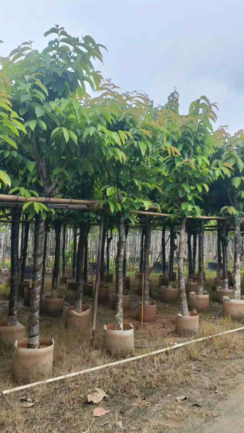 大叶紫薇骨架5-18分，一手货源，基地直销，大量低价出售