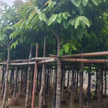 大叶紫薇骨架5-18分，一手货源，基地直销，大量低价出售