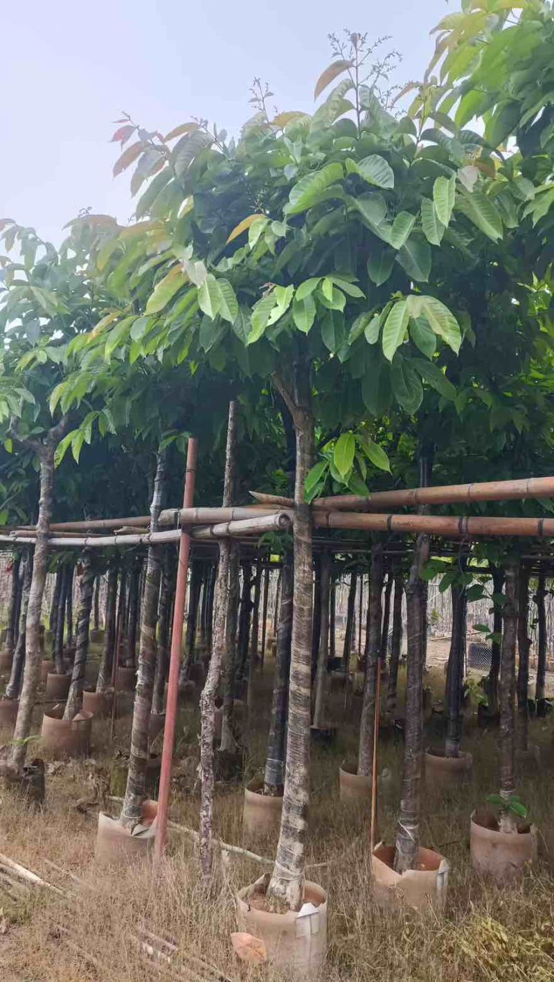 大叶紫薇骨架5-18分，一手货源，基地直销，大量低价出售