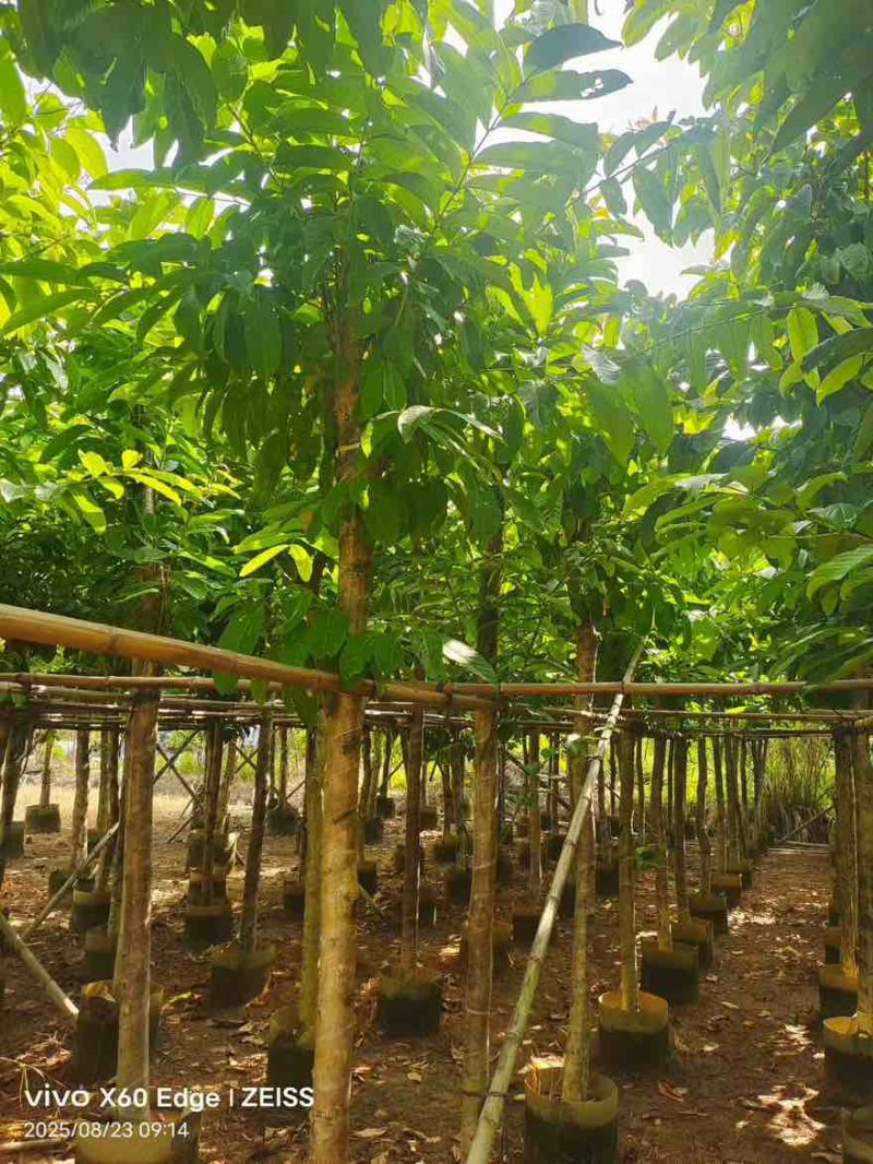 大叶紫薇骨架5-18分，一手货源，基地直销，大量低价出售