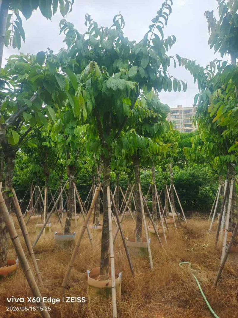 大叶紫薇骨架5-18分，一手货源，基地直销，大量低价出售