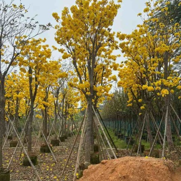 黄花风铃木骨架7-20分，一手货源，基地直销，大量低价出售