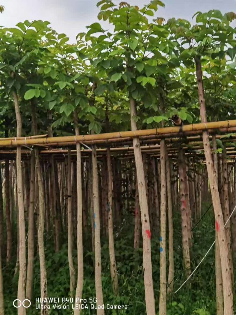 火焰木3-20分，移植截杠，一手货源，基地直销，大量低价出售
