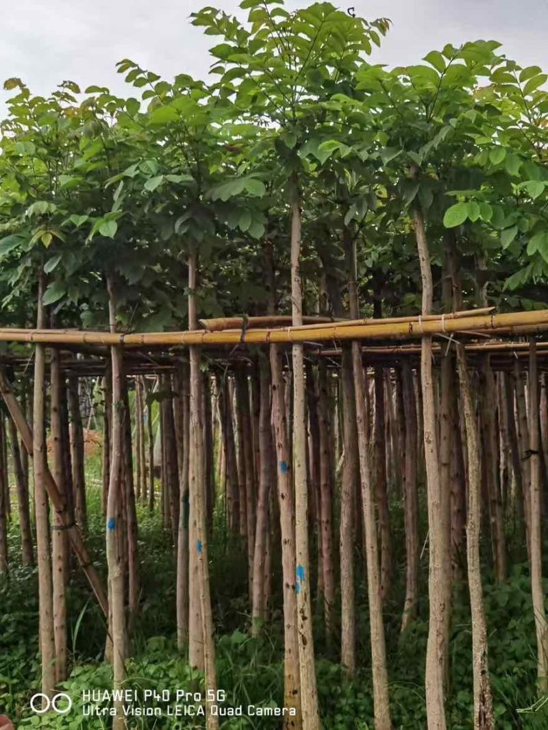 火焰木3-20分，移植截杠，一手货源，基地直销，大量低价出售