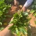非洲茉莉20-25高，一手货源，基地直销，大量低价出售