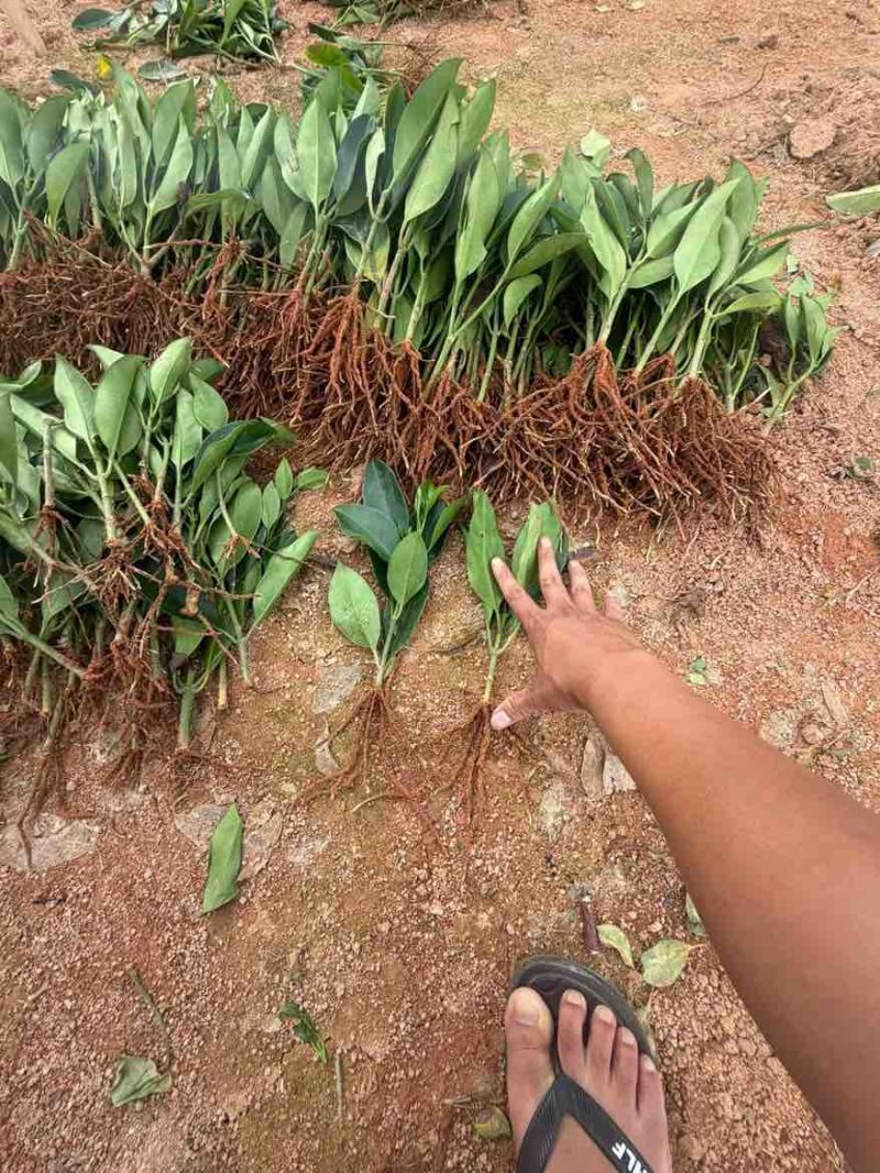 非洲茉莉20-25高，一手货源，基地直销，大量低价出售