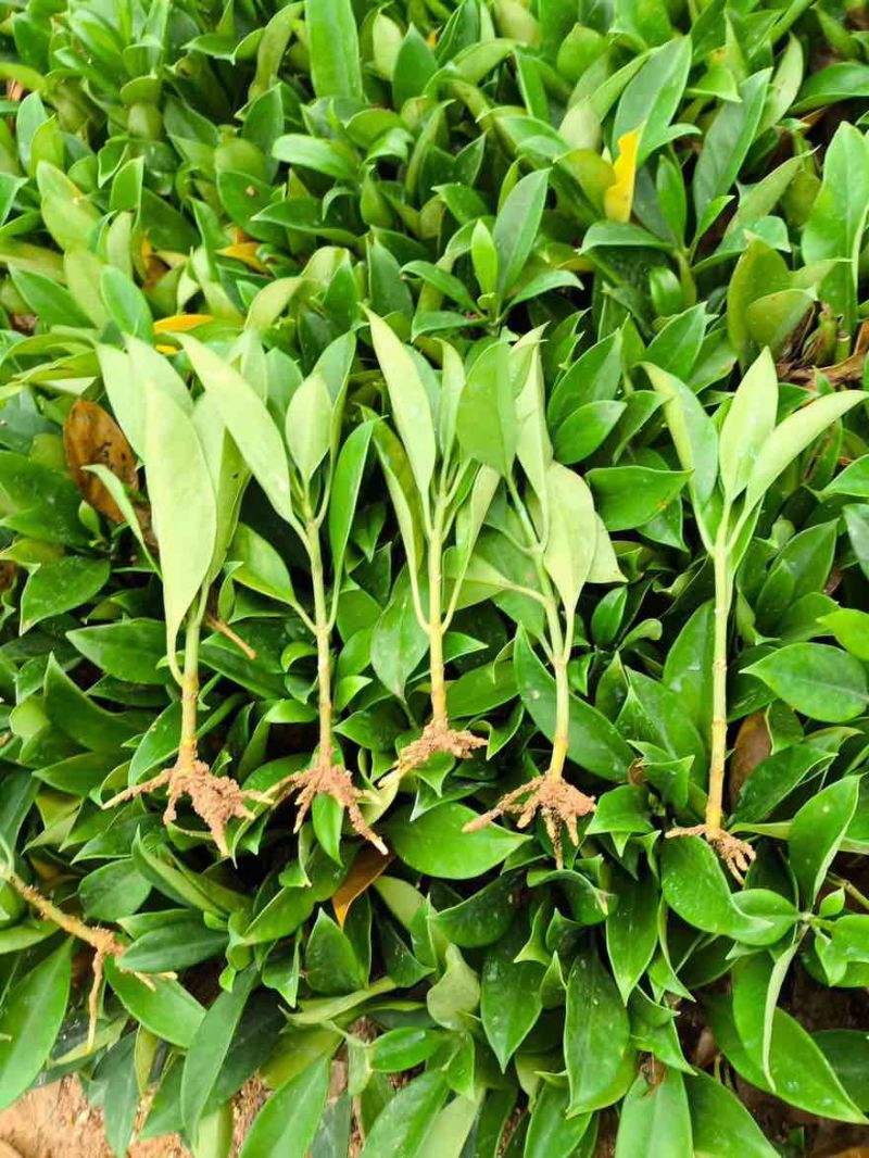 非洲茉莉20-25高，一手货源，基地直销，大量低价出售