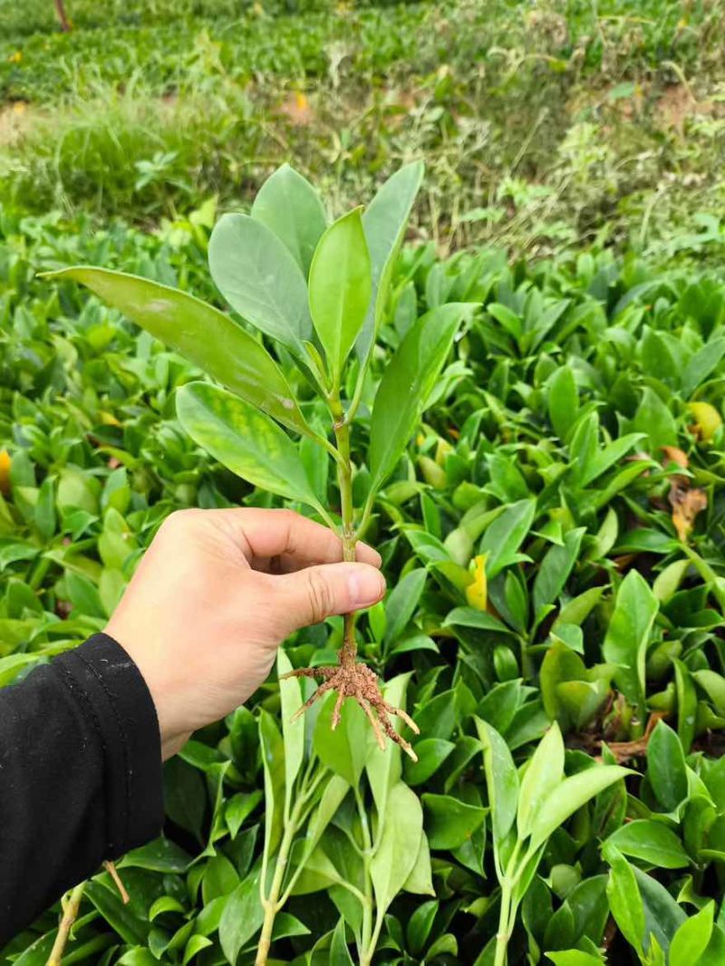 非洲茉莉20-25高，一手货源，基地直销，大量低价出售