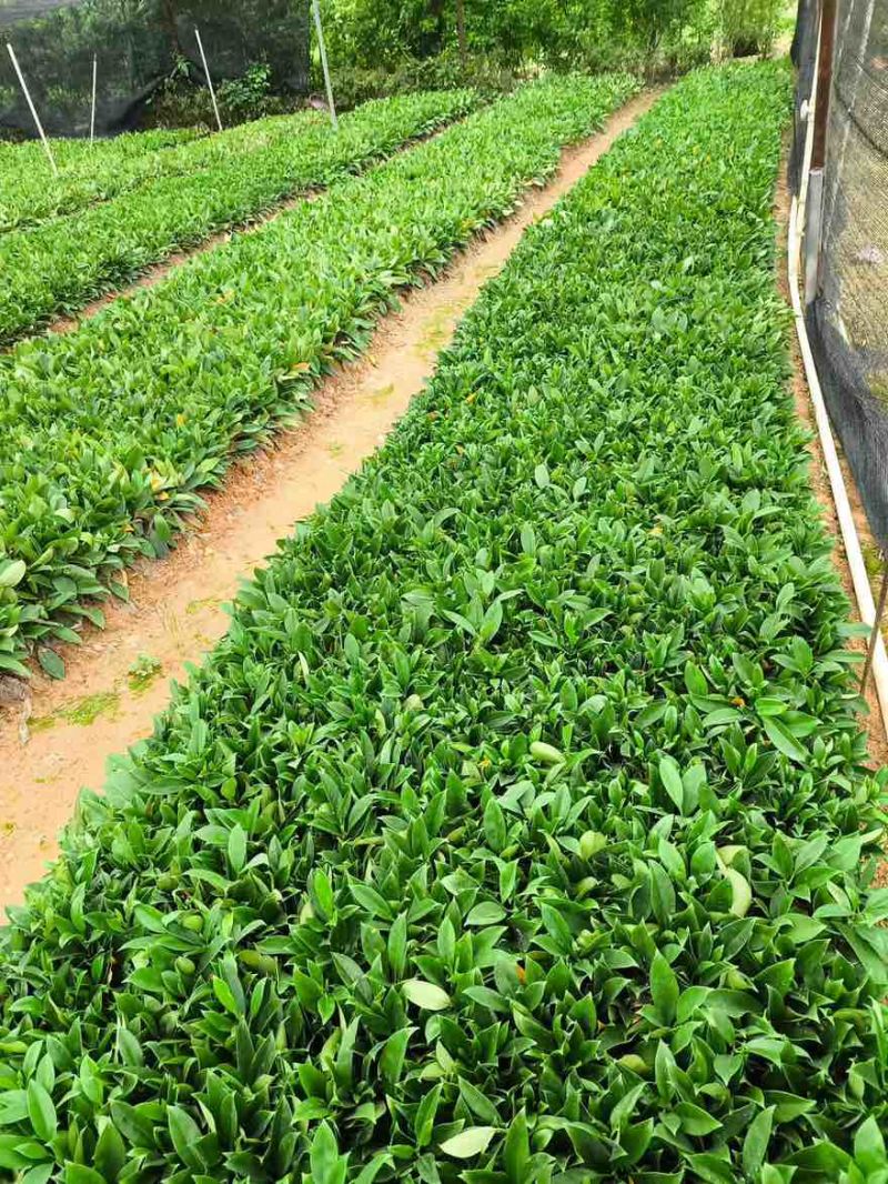 非洲茉莉20-25高，一手货源，基地直销，大量低价出售