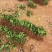 非洲茉莉20-25高，一手货源，基地直销，大量低价出售