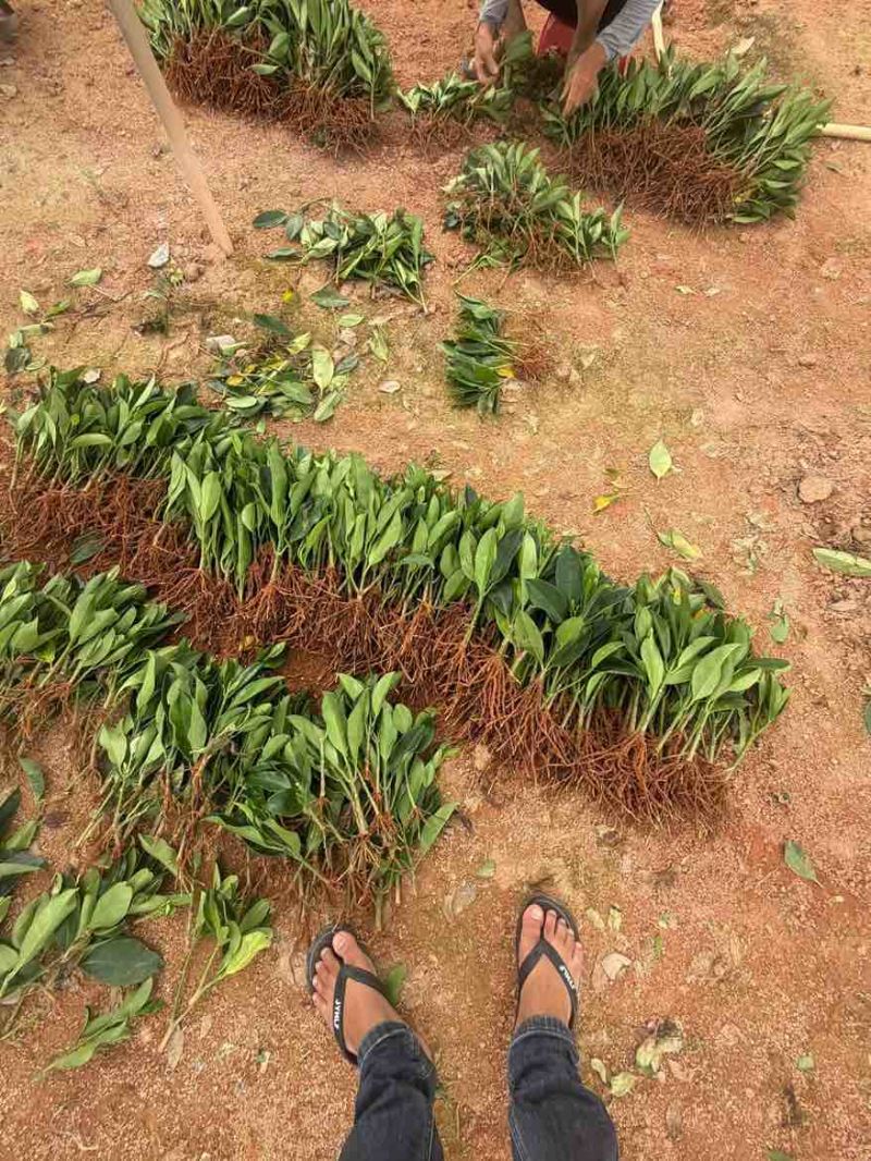 非洲茉莉20-25高，一手货源，基地直销，大量低价出售