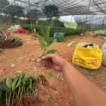 非洲茉莉20-25高，一手货源，基地直销，大量低价出售