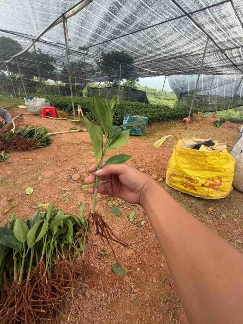 非洲茉莉20-25高，一手货源，基地直销，大量低价出售