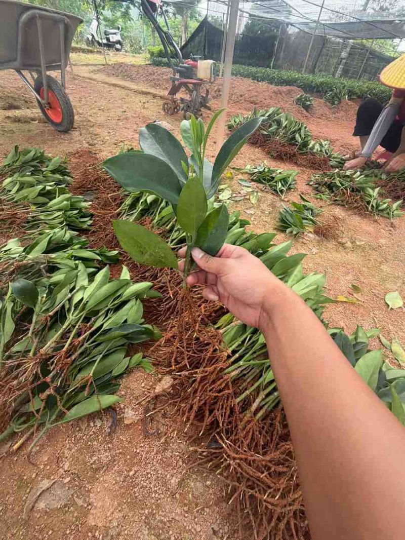 非洲茉莉20-25高，一手货源，基地直销，大量低价出售