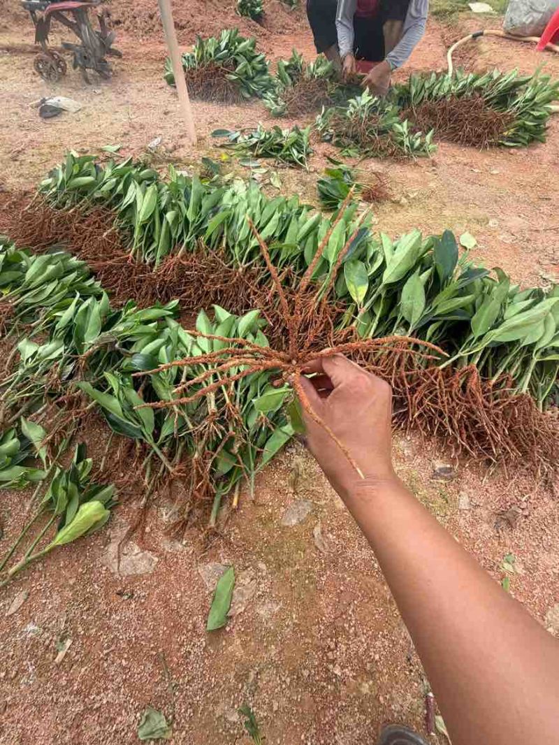 非洲茉莉20-25高，一手货源，基地直销，大量低价出售