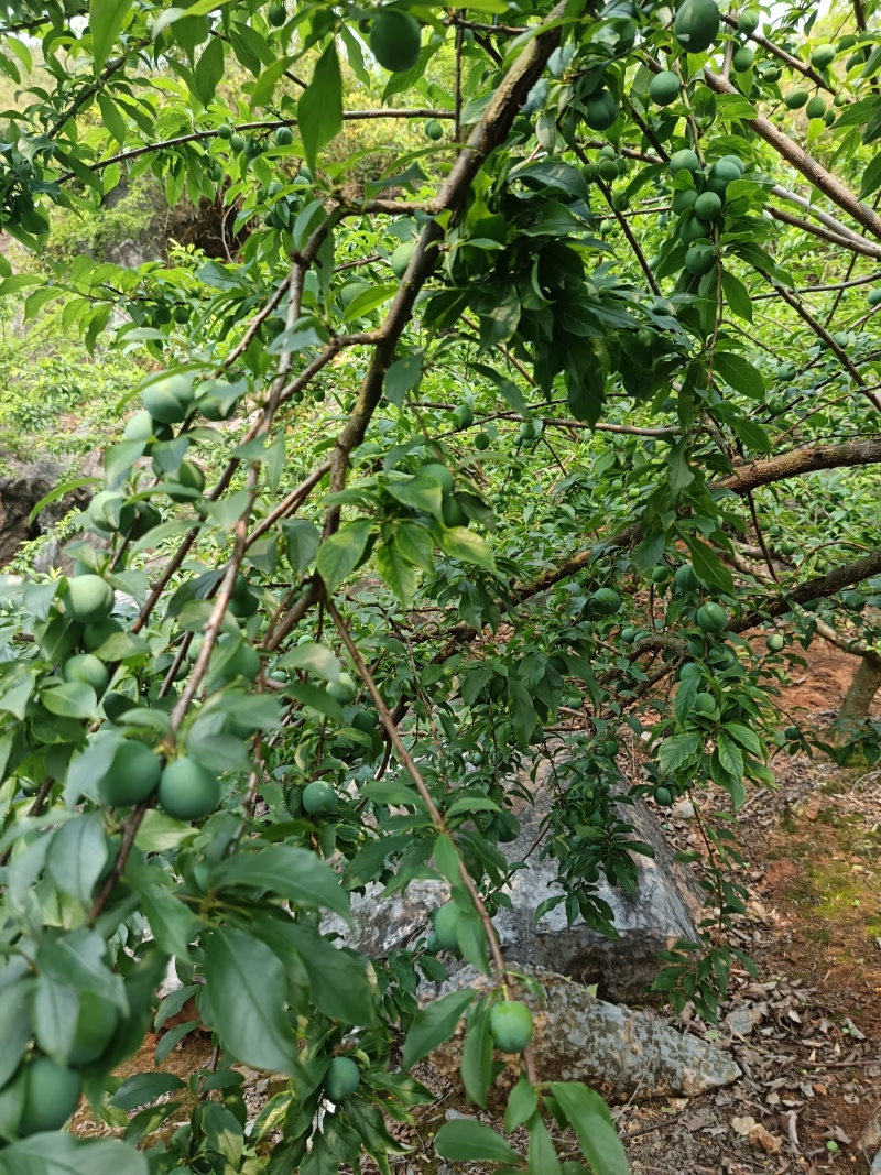 湖南永州三华李青果