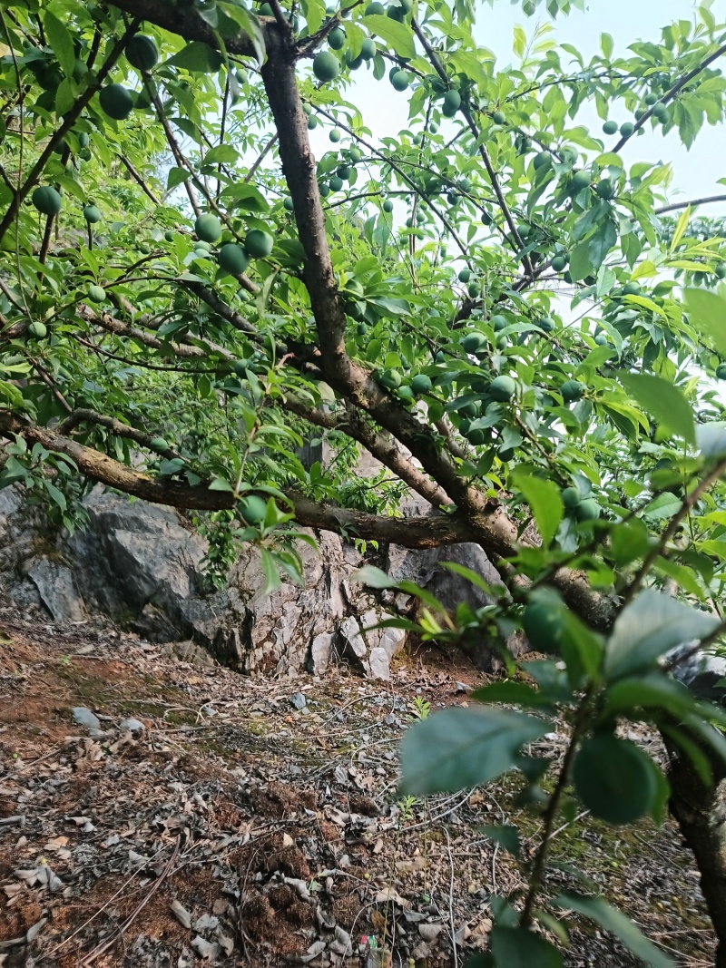 湖南永州三华李青果