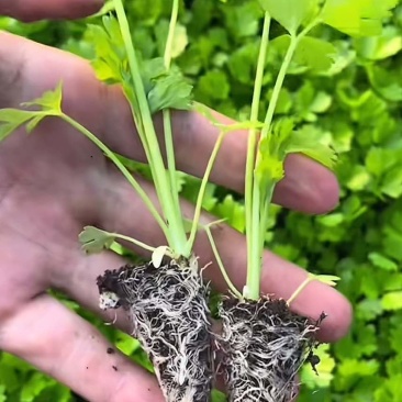 皇后穴盘西芹苗芹菜苗基地皇后西芹苗