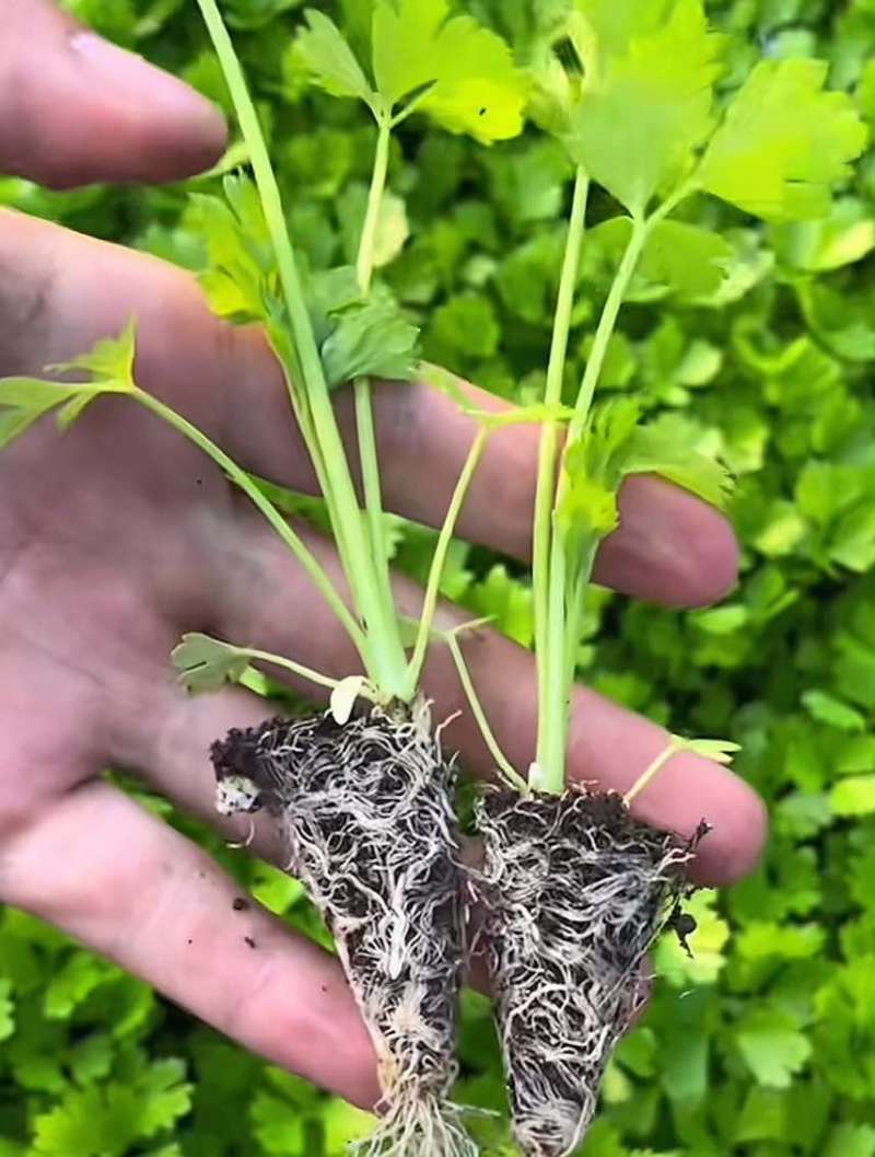 皇后穴盘西芹苗芹菜苗基地皇后西芹苗