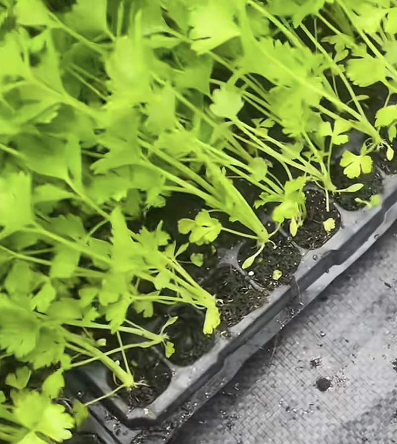 皇后穴盘西芹苗芹菜苗基地皇后西芹苗