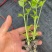 皇后穴盘西芹苗芹菜苗基地皇后西芹苗