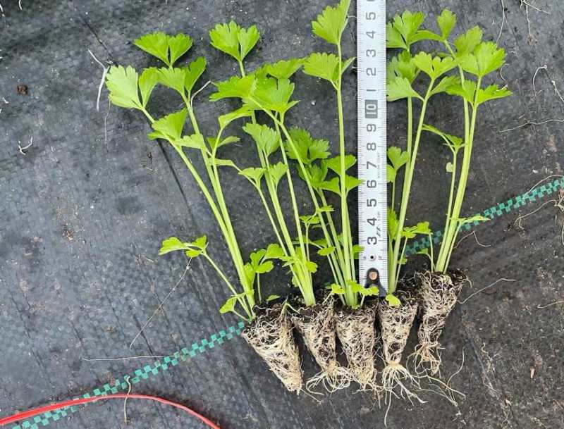皇后穴盘西芹苗芹菜苗基地皇后西芹苗