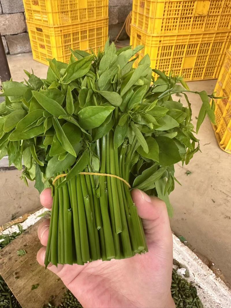 好吃新鲜的树仔菜，欢迎来下单