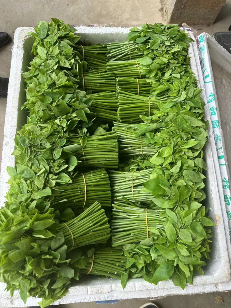 好吃新鲜的树仔菜，欢迎来下单