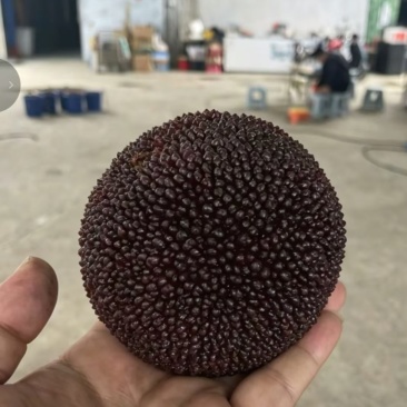 新鲜杨梅