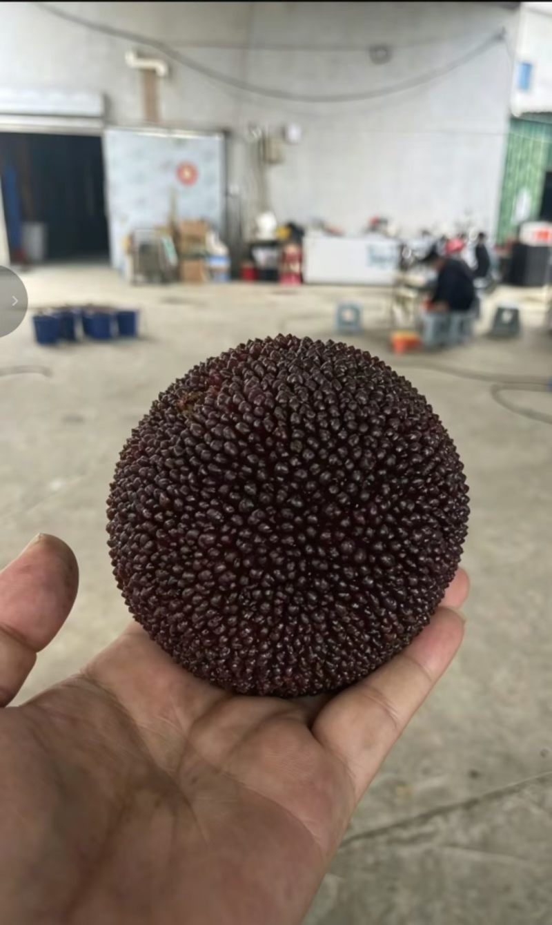 新鲜杨梅