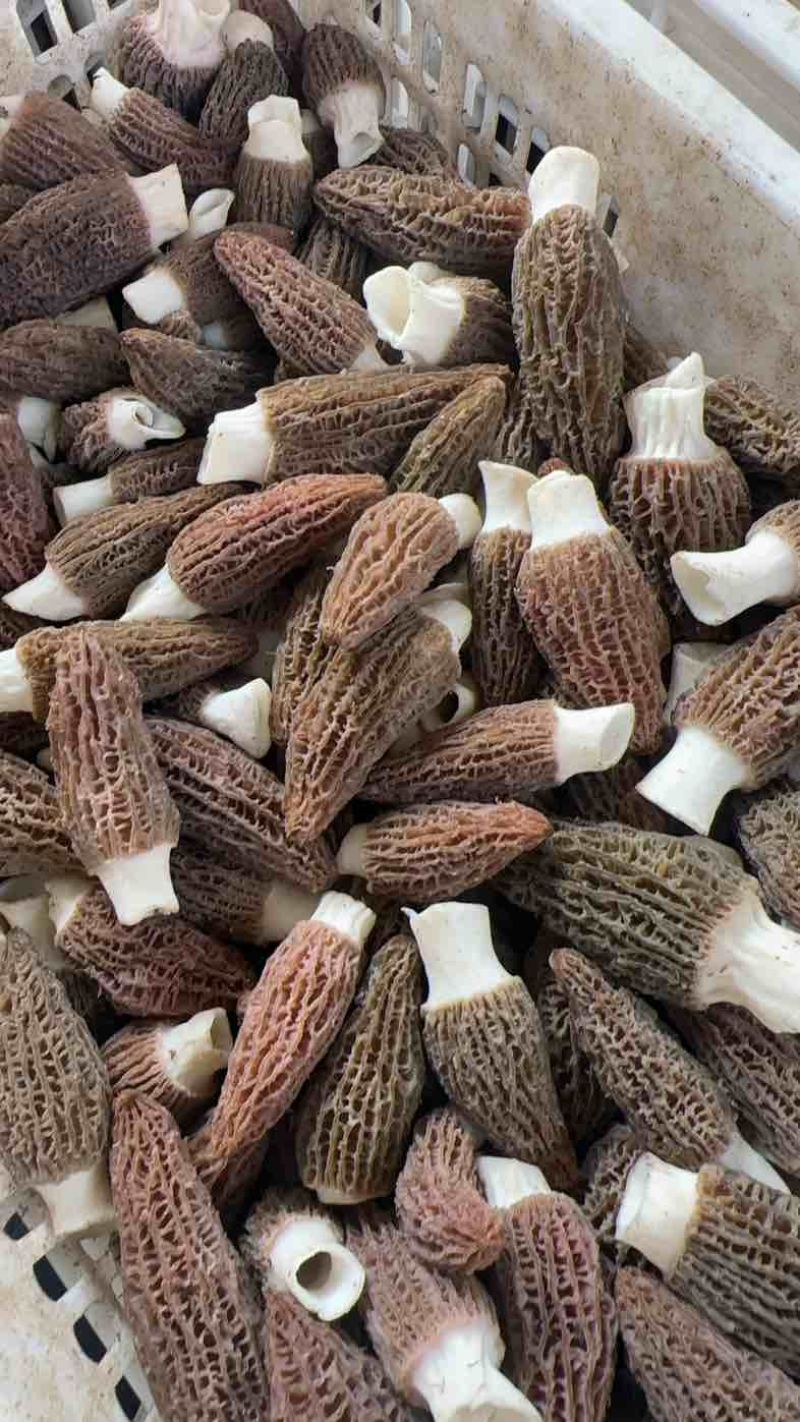 云南羊肚菌