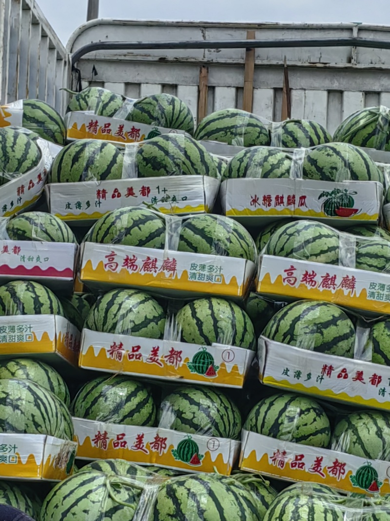 安徽阜阳美都麒麟西瓜