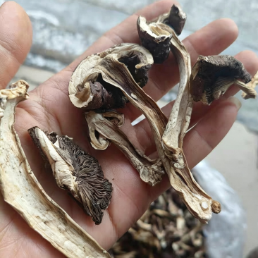 干松茸