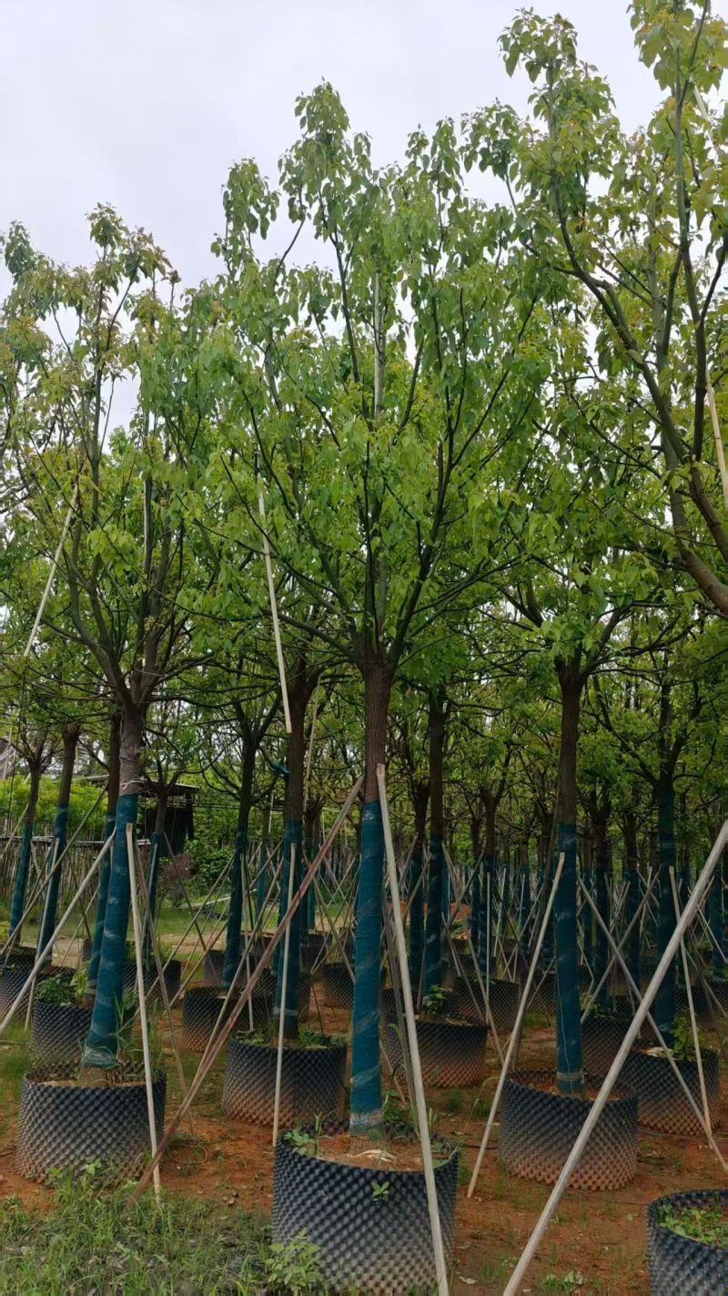 香樟10～12～15分全冠，规格齐全，基地直销。
