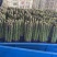 精品芦笋