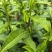 高山绿茶