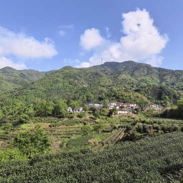 高山绿茶