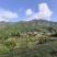 高山绿茶